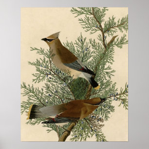 Poster Audubon Cèdre cire oiseau