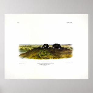 Poster Audubon (Condylura Cristata)