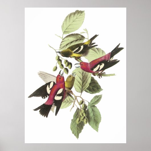 Poster Audubon Crossbill (Devant)