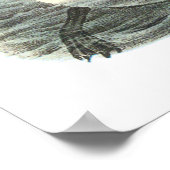 Poster Audubon Great Auk (Coin)