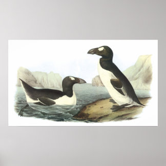 Poster Audubon Great Auk