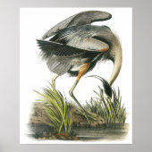Poster Audubon Heron (Devant)