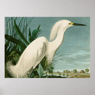 Poster Audubon Héron de neige Oiseaux d'aigrettes blanche