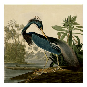 Poster Audubon Louisiana Heron Birds America Art