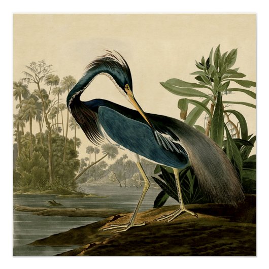 Poster Audubon Louisiana Heron Birds America Art (Devant)