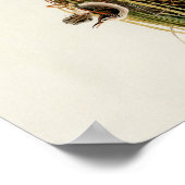 Poster Audubon Marsh Wren (Coin)