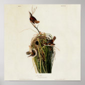 Poster Audubon Marsh Wren (Devant)