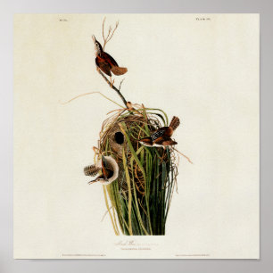 Poster Audubon Marsh Wren