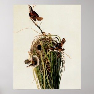 Poster Audubon Marsh Wren Bird Art