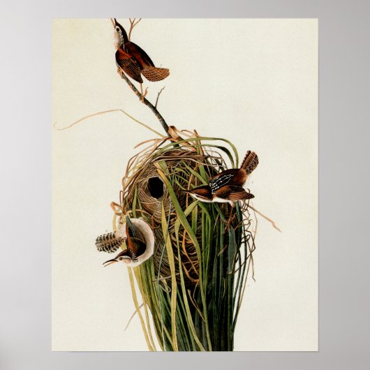 Poster Audubon Marsh Wren Bird Art (Devant)