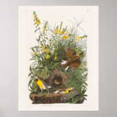 Poster Audubon Meadowlark Botank Imprimer (Devant)