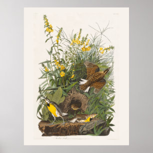 Poster Audubon Meadowlark Botank Imprimer