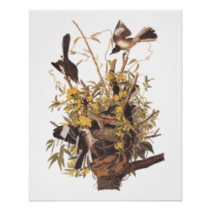 Poster Audubon Mockingbird Family vs Snake