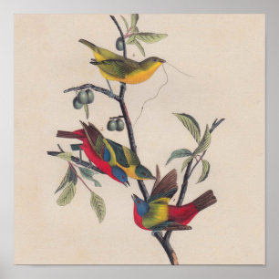 Poster Audubon Painted Bunting Bird Wildlife
