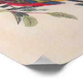 Poster Audubon Peint Bunting Bird Wildlife (Coin)