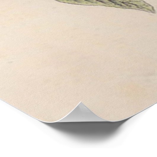 Poster Audubon Peint Bunting Bird Wildlife (Coin)