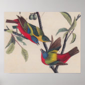 Poster Audubon Peint Bunting Bird Wildlife (Devant)