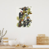 Poster Audubon Peinture d'Oiseaux Pic Pilé (Cuisine)