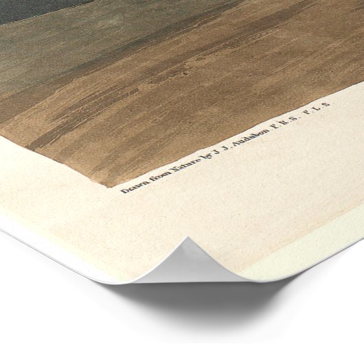 Poster Audubon Pelican (Coin)