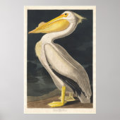 Poster Audubon Pelican (Devant)