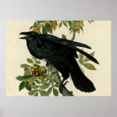 Poster Audubon Raven Oiseau classique (Devant)