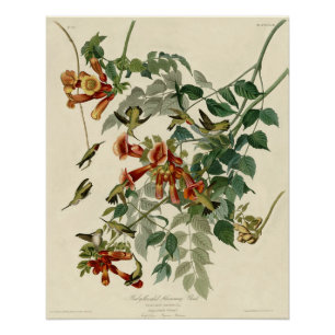 Poster Audubon Throsé de colibri