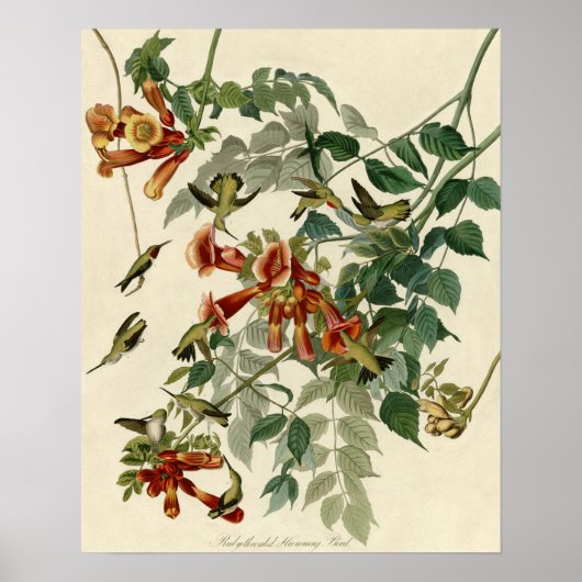 Poster Audubon Throsé de colibri (Devant)