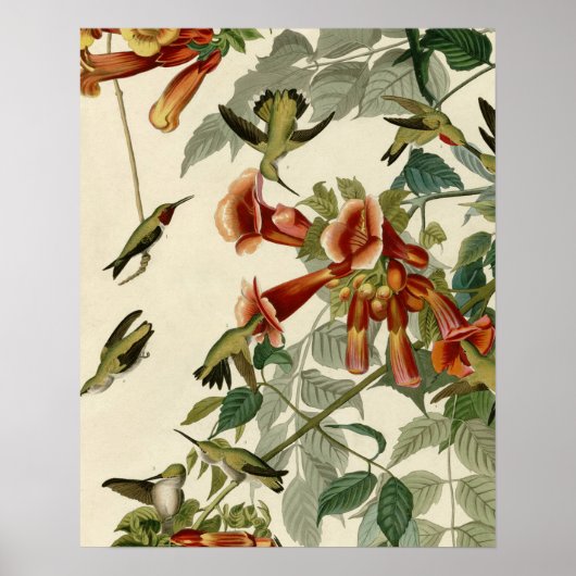 Poster Audubon Throsé de colibri (Devant)