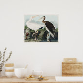 Poster Audubon White lbis Bird Wildlife Painting (Cuisine)