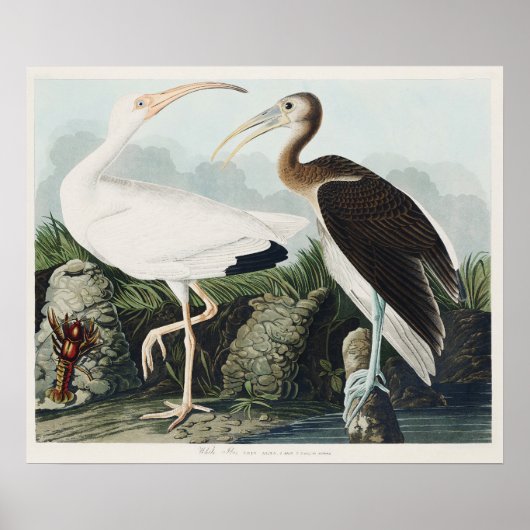 Poster Audubon White lbis Bird Wildlife Painting (Devant)