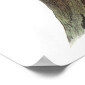 Poster Audubon Woodpecker (Coin)