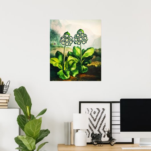 Poster Auriculas (Bureau à domicile)
