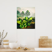 Poster Auriculas (Cuisine)