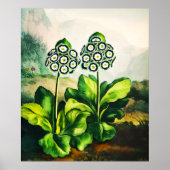 Poster Auriculas (Devant)