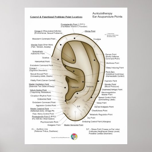 Poster Auriculothérapie Acupuncture de l'oreille (Devant)