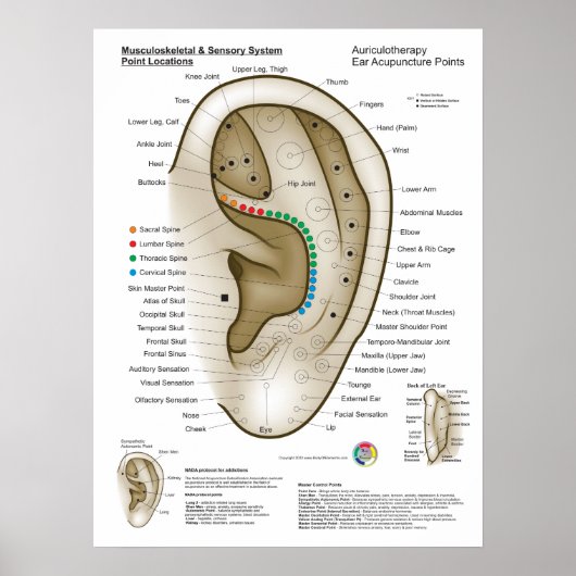 Poster Auriculothérapie Acupuncture de l'oreille (Devant)
