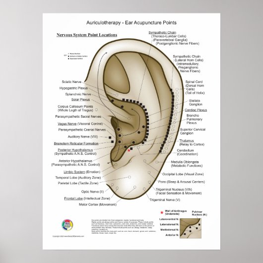 Poster Auriculothérapie Acupuncture de l'oreille (Devant)