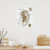Poster Auriculothérapie Acupuncture de l'oreille (Cuisine)