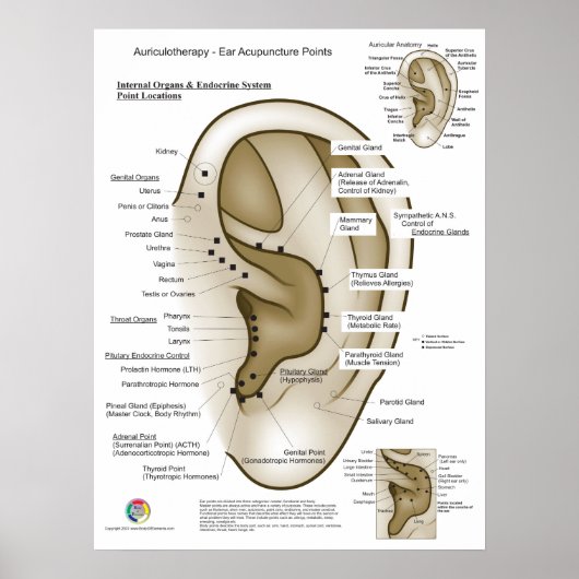 Poster Auriculothérapie Acupuncture de l'oreille (Devant)