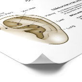 Poster Auriculotherapy Ear Acupuncture (Coin)