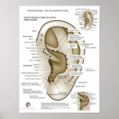 Poster Auriculotherapy Ear Acupuncture (Devant)