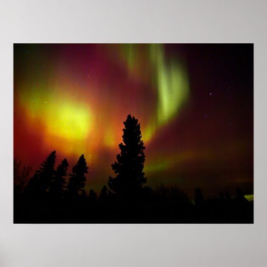 Poster Aurora Borealis and Trees (Devant)