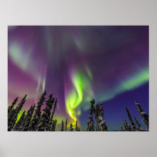 Poster Aurora Borealis   Fairbanks, Alaska