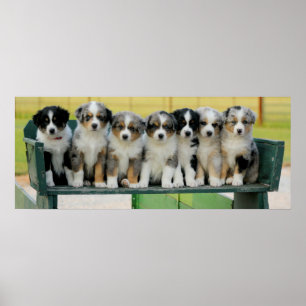 Poster Aussie Wagon Fun