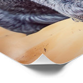 Poster Australian Cattle on Beach, cadeau d'été des amour (Coin)