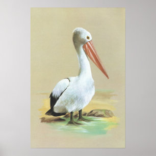 Poster Australian Pelican - Pelecanus conspicillatus