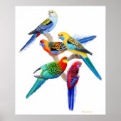 Poster Australian Rosella Parrots Imprimer (Devant)
