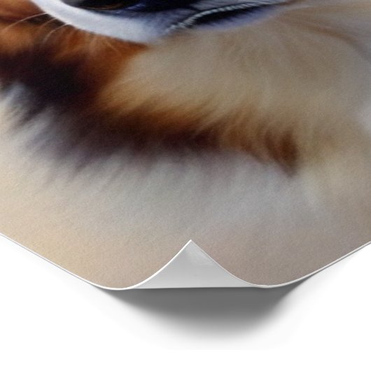 Poster Australian Shepherd (Coin)