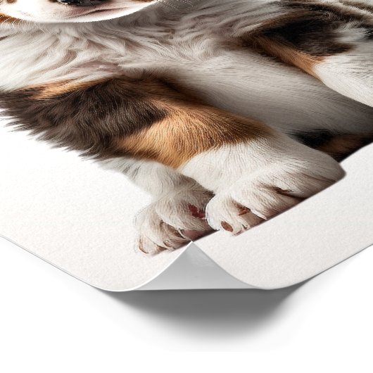 Poster Australian Shepherd Chien Chien Chien Graphique Pé (Coin)