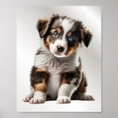 Poster Australian Shepherd Chien Chien Chien Graphique Pé (Devant)